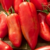 Pomidor Cornabel F1 - szklarniowy wysoki