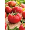 Pomidor Hubal - gruntowy, doskonały na przetwory