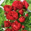 Róża pnąca czerwona - sadzonka