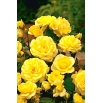 Róża rabatowa żółta - sadzonka