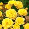 Róża rabatowa żółta - sadzonka