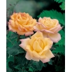 Róża wielkokwiatowa cytrynowo-różowa - sadzonka