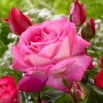 Róża wielkokwiatowa biała z różowym obrzeżeniem - sadzonka
