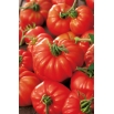 Pomidor Marmande - słodki i mięsisty