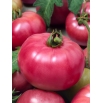 Pomidor Malinowy Ożarowski - NASIONA ZAPRAWIANE