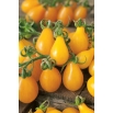 Pomidor Peardrops - gruntowy, żółte owoce w kształcie gruszki