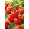 Pomidor Apis - gruntowy, o okrągłych, twardych owocach