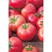 Pomidor Berner Rose - malinowy - gruntowy i pod osłony, karłowy