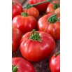 Pomidor Big League - gruntowy i pod osłony, karłowy
