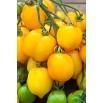 Pomidor Citrina - gruntowy, wysoki, w kształcie cytryny