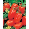 Pomidor Pikador - gruntowy, gruszkowy, bardzo mięsisty