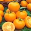 Pomidor Romus - gruntowy, wysoki