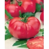 Pomidor VP1 F1 Pink King - szklarniowy, malinowy