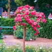 Róża pienna ciemnoróżowa - sadzonka