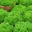 Sałata Salad Bowl - liściowa, zielona, dębolistna