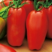 Pomidor Scatolone 2 - gruntowy, w kształcie papryki, idealny na przeciery
