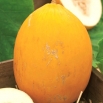 Melon Jaune Canari 2