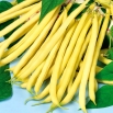 Fasola Sonesta - szparagowa żółta, bardzo smaczna i odporna