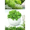 Mini ogród - Roszponka warzywna - do uprawy na balkonach i tarasach