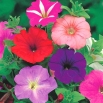 Petunia ogrodowa - Kaskada - mieszanka kolorów - Superkaskadia