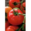 Pomidor Batory F1 - gruntowy, karłowy