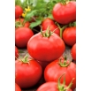 Pomidor Alka - wczesny, karłowy - NA TAŚMIE