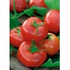 Pomidor Ikarus - gruntowy, późny, odporny na zmienne warunki klimatyczne