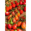 Pomidor Radana - owoce koktajlowe, gruszkowate