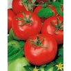 Pomidor Sabała - gruntowy o zwartej, krępej budowie