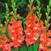 Mieczyk Frizzled Coral Lace - 5 szt.