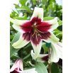 Lilia - Kushi Maya - gigantyczny kwiat i intensywny zapach!