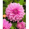 Dalia - Lavender Perfection - kwiaty XL