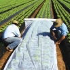Agrowłóknina wiosenna - ochrona roślin dla zdrowych plonów - 3,20 m x 100,00 m