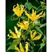 Glorioza żółta - Gloriosa Lutea