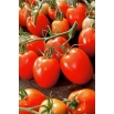 Pomidor Granit - gruntowy, karłowy, średniopóźny, twarde owoce