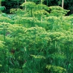 Koper ogrodowy Tetra - najlepszy na wczesny, zielony zbiór