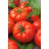 Pomidor Octawian F1 - szklarniowy