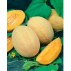 Melon Junior - miąższ pomarańczowy, gruby i aromatyczny