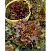 BIO Sałata liściowa Red Salad Bowl - Certyfikowane nasiona ekologiczne