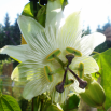 Męczennica biała, Marakuja - Passiflora Constance Elliott - sadzonka