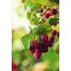 Malina purpurowa - Brandywine - sadzonka