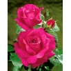 Róża wielkokwiatowa jasnoróżowa (fuksja) - sadzonka w doniczce