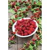 Komosa rózgowa - Strawberry Sticks