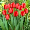 Tulipan Red Impression - duża paczka! - 50 szt.