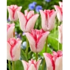 Tulipan Beauty Trend - 5 szt.