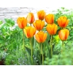 Tulipan Blushing Apeldoorn - duża paczka! - 50 szt.