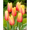 Tulipan Blushing Beauty - 5 szt.