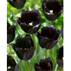 Tulipan Fringed Black - najbardziej czarny tulipan ze wszystkich! - 5 szt.