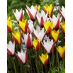 Tulipany Clusiana - zestaw 2 odmian kwiatów - 50 szt.