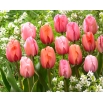 Impression - zestaw 3 odmian tulipanów - 45 szt.